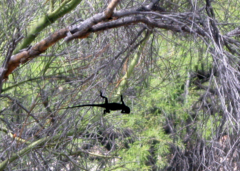 China Dam and Fort Tule Lizard11