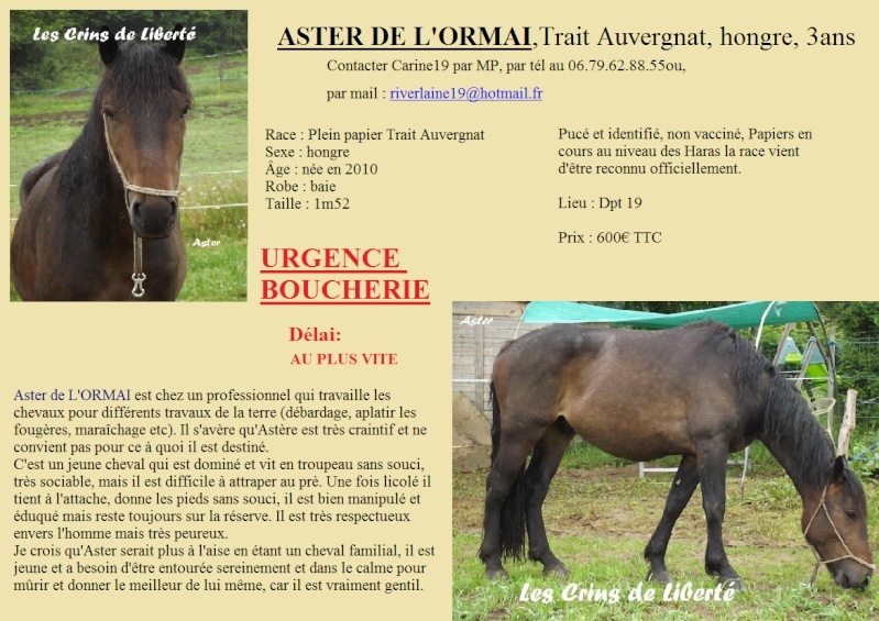 (Dept19) ASTER DE L'ORMAI, réservé par KalterFreund !!!! (Août 2013) - Page 2 Aster_11