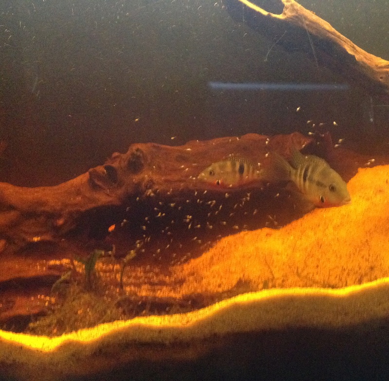Naissance parachromis friedrichsthalii  Image17