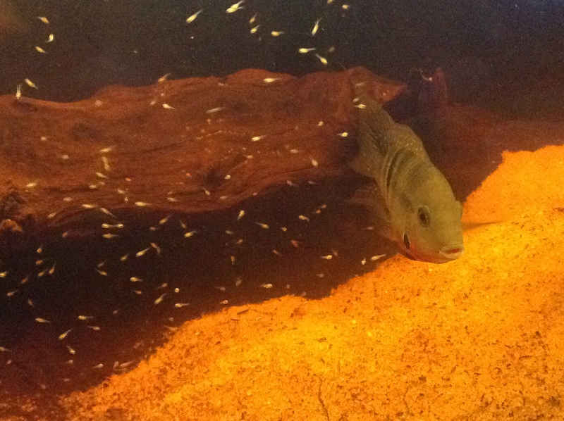 Naissance parachromis friedrichsthalii  Image18