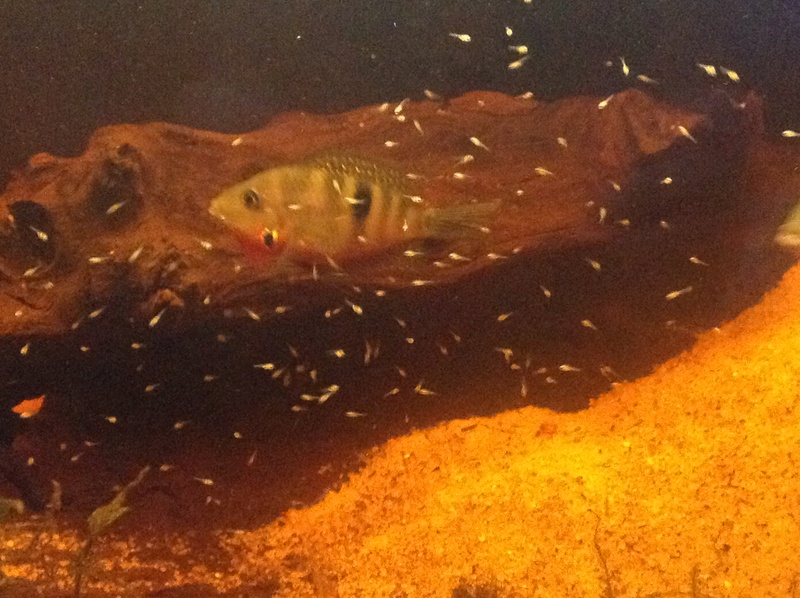 Naissance parachromis friedrichsthalii  Image19
