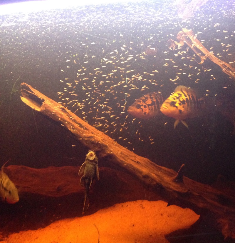 Naissance parachromis friedrichsthalii  Image26