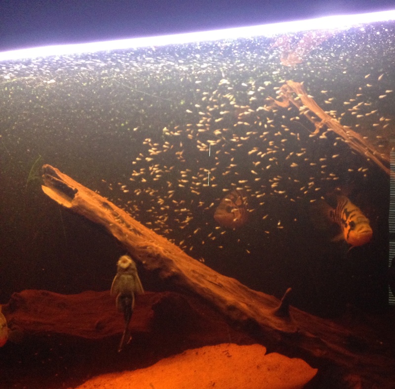 Naissance parachromis friedrichsthalii  Image27