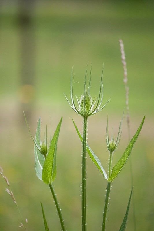 Prairie avec peu d'herbe Img_0419