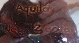 for gallery Aquila Aquila11