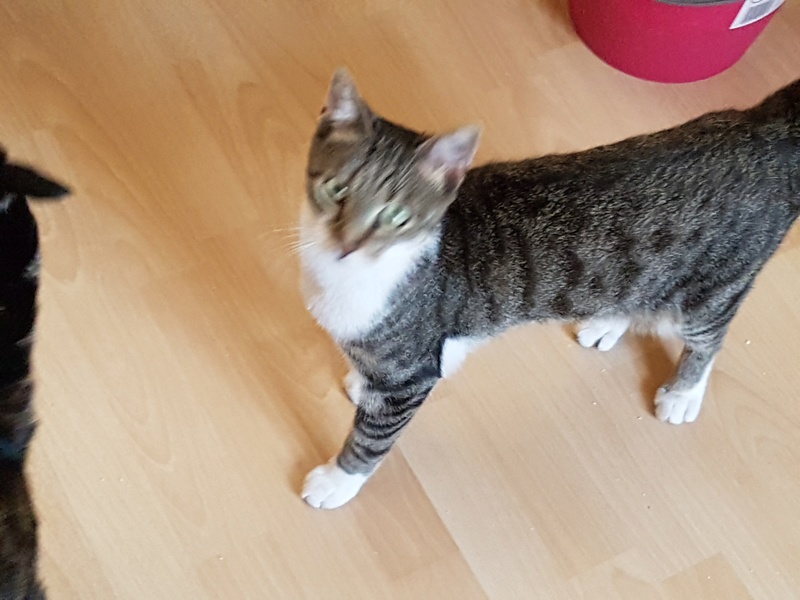 Sasha, né en 2015 20160711