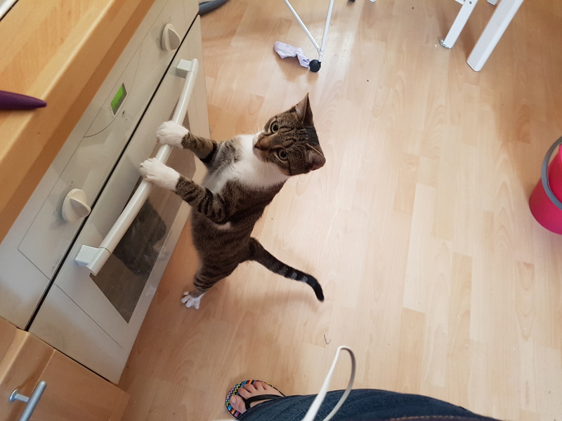 Sasha, né en 2015 20160713