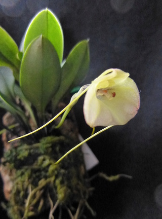 Miniatur-Orchideen Teil 3 - Seite 15 Masdev26