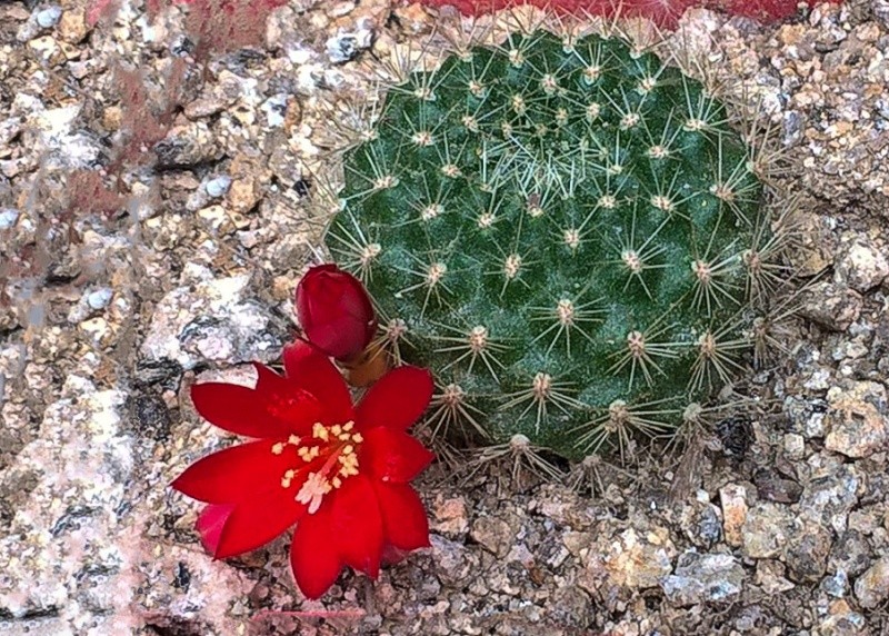 fleurs de cactus et  Aizoaceae au fil des saisons (I)  - Page 35 Wp_20118