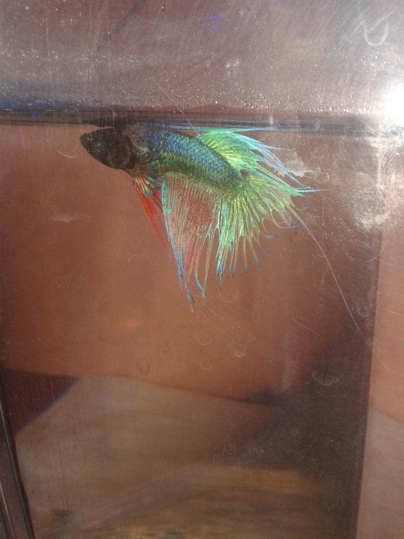 Probleme avec mon Crowntail 20130711