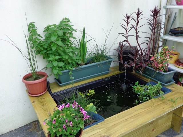 plantes de bassins Bassin10