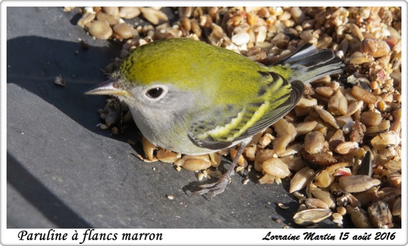 Paruline à flancs marron Paruli19