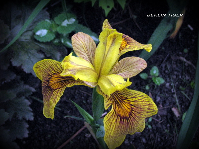 Fleurs, Plantes et Jardins de Gab en 2016 Berlin13
