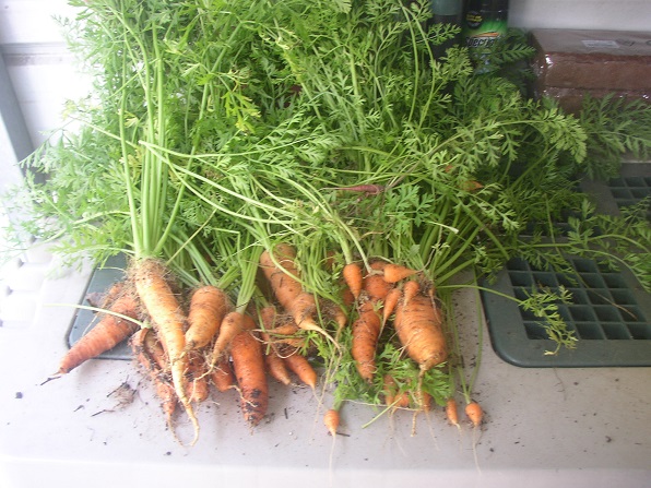 Carrot harvest P1010023