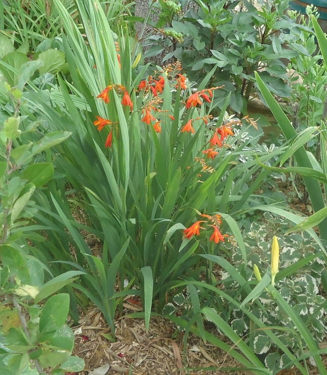 CROCOSMIA - Page 6 Dsc00049