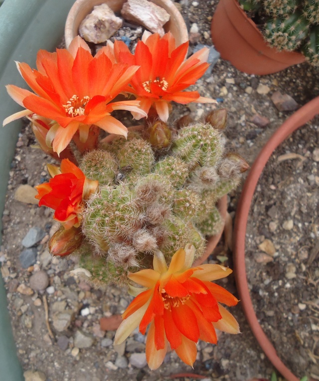 fleurs de cactus et  Aizoaceae au fil des saisons (I)  - Page 35 Dsc09321