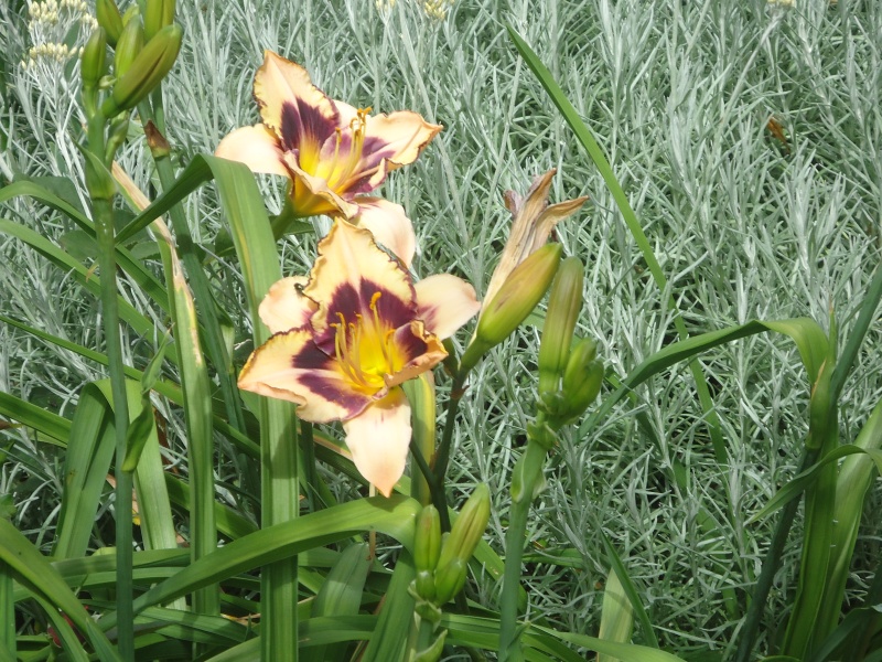 Hemerocalle,Hemerocallis - Page 34 Dsc09329