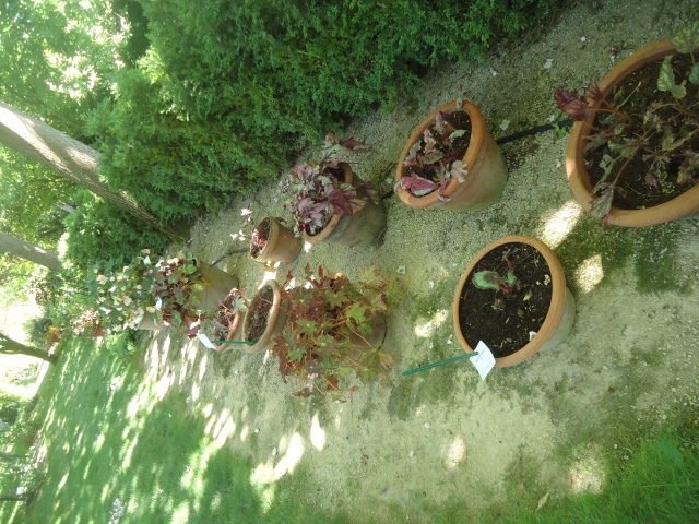 Jardin aux Plantes Parfumées la Bouichère, Limoux  11 Dsc09455