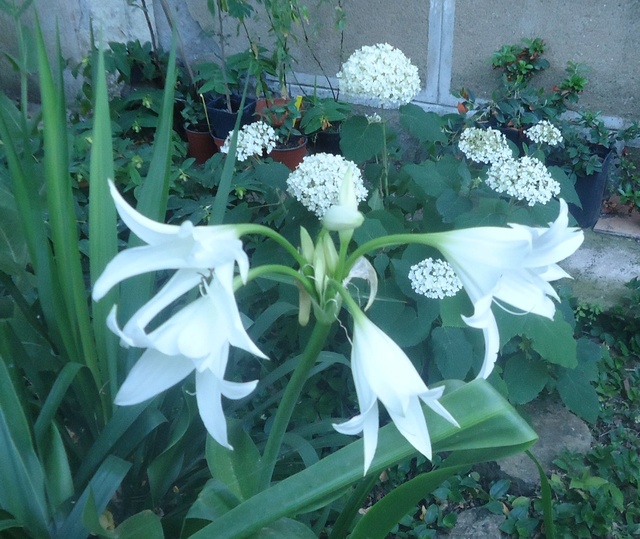 crinum powellii - Page 2 Dsc09728