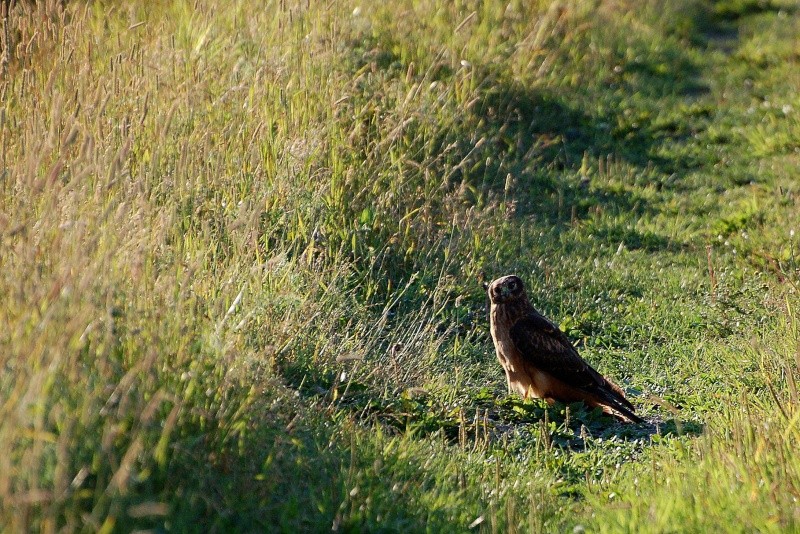 Besoin d'aide pour identifier un oiseau Rapace11