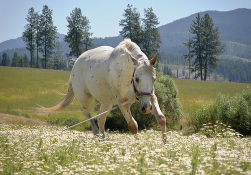 APPALOOSA (♀) Majesty Queen 2_bmp13