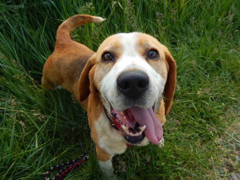 BOUDOIR - beagle 7 ans - Sos Animaux à Le Broc (63) 5_dscn14