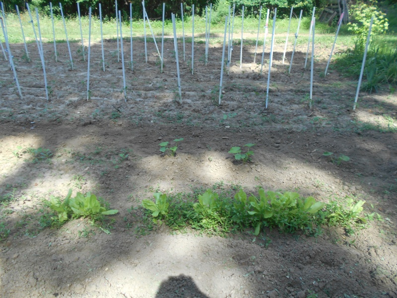 How does your Garden Grow Garden15