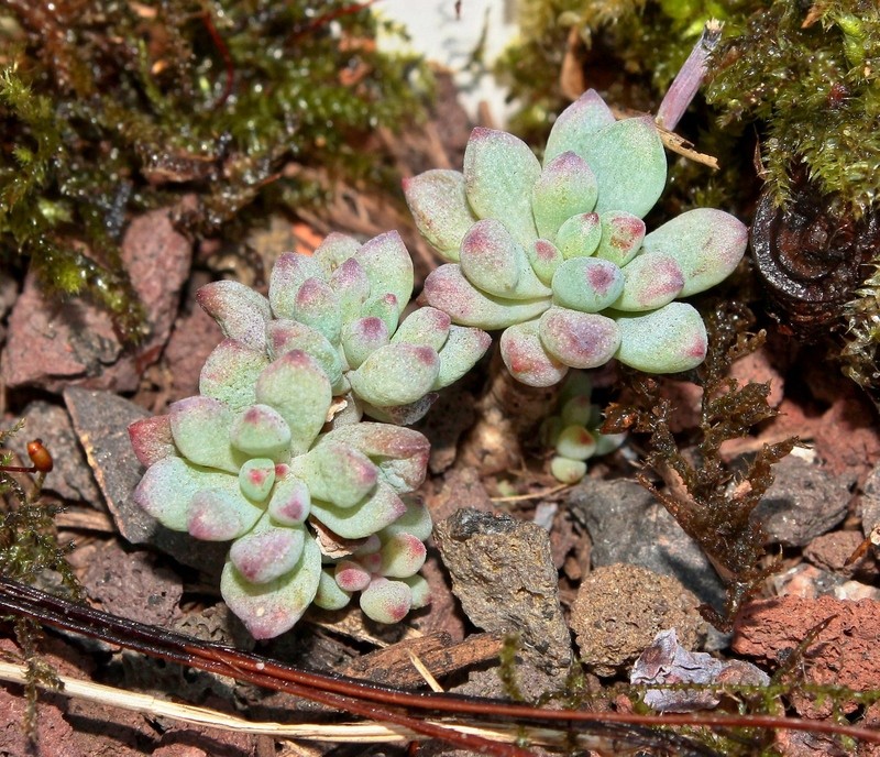 Graptopetalum pachyphyllum Grapto22