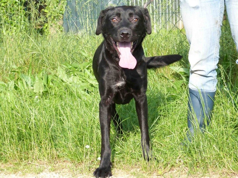 KARA - x labrador 8 ans -Spa de Poitiers (86) 161_r_11