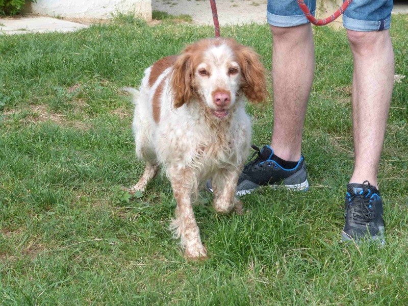 BONNIE - epagneul breton 9 ans - Spa de Poitiers (86) 190_r_11