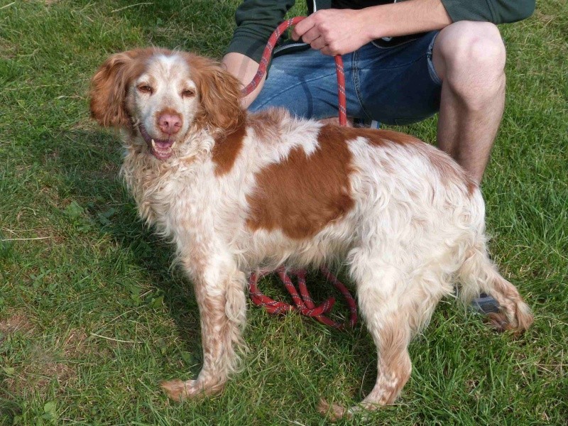 BONNIE - epagneul breton 9 ans - Spa de Poitiers (86) 190_r_12