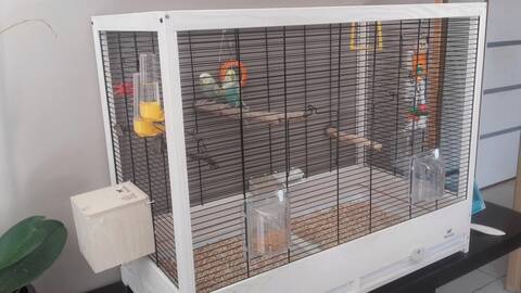 ma perruche femelle mange sa cage en bois!!!!