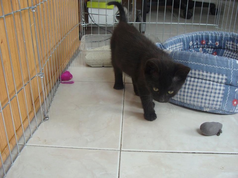 Malibu - Adorable minouchette noire ronronneuse, née le 18/05/16 13873110