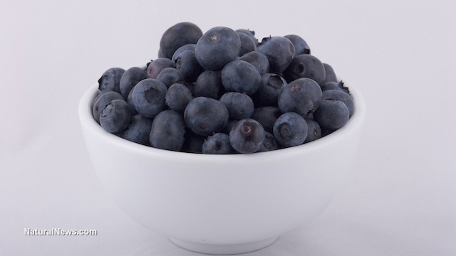 ORGANIC BLUEBERRIES IMPROVE BRAIN FUNCTION AND SHARPEN MEMORY, WHILE LOWERING RISK OF DEMENTIA Bluebe10