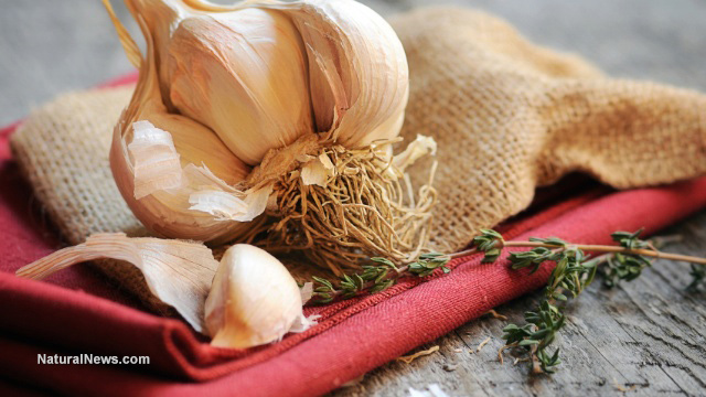 GARLIC'S HEALING PROPERTIES ARE SO INTENSE THAT IT IS 100 TIMES MORE EFFECTIVE THAN ANTIBIOTIC TREATMENT Close-10