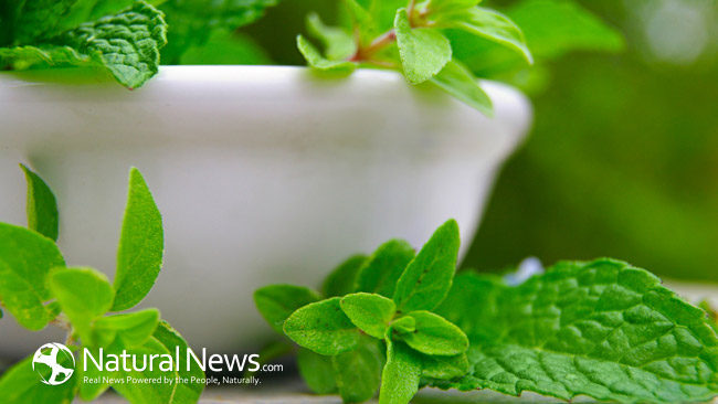 OREGANO: TOP 8 SPECIFIC HEALTH BENEFITS AND HEALING USES OF THIS HERB Oregan11