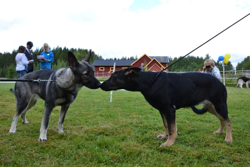 SCANDINFVIAN SUMMER "DOG SHOW СACIB CAC"  "MOHOPORODNAY VEO"Чемпион Швеции Dsc_4719