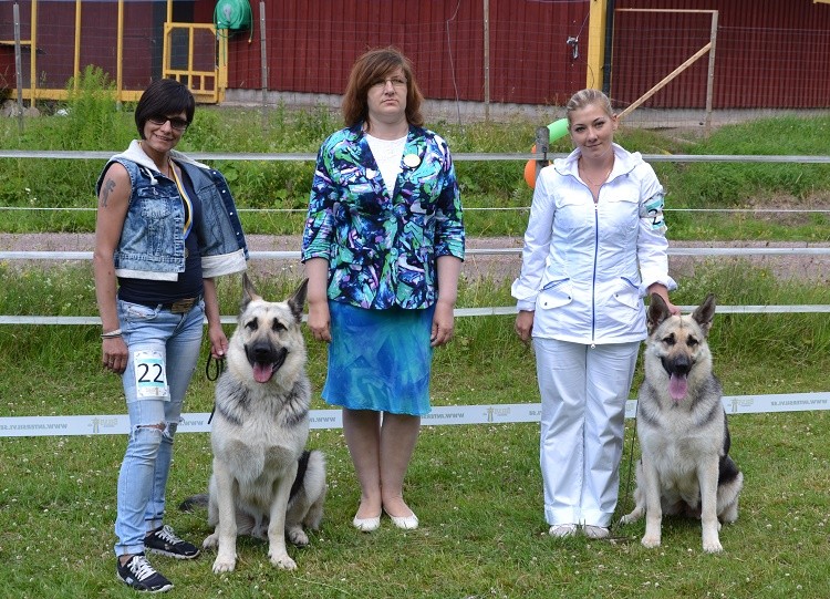 SCANDINFVIAN SUMMER "DOG SHOW СACIB CAC"  "MOHOPORODNAY VEO"Чемпион Швеции Dsc_5611