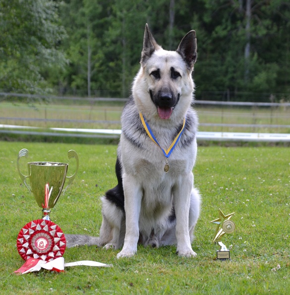 SCANDINFVIAN SUMMER "DOG SHOW СACIB CAC"  "MOHOPORODNAY VEO"Чемпион Швеции Dsc_5810