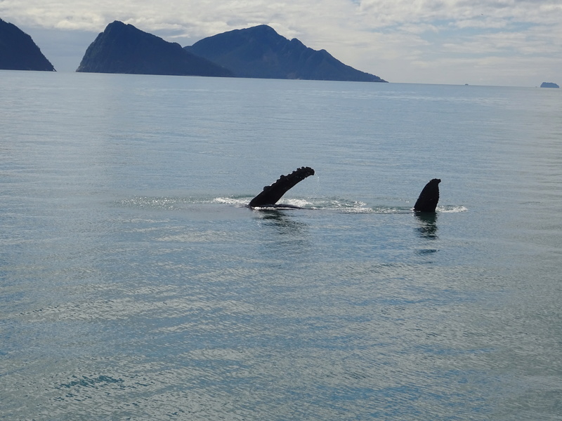Alaska: Seward Dsc06114