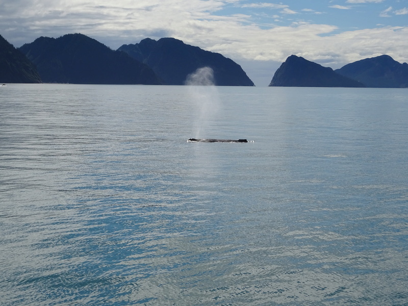 Alaska: Seward Dsc06116
