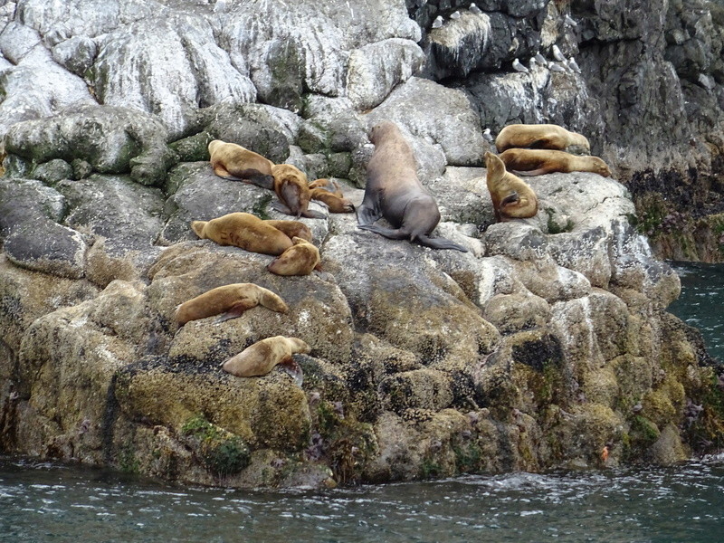 Alaska: Seward Dsc06213