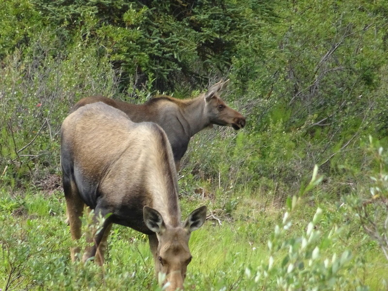 Alaska: Glenn Highway Dsc06612