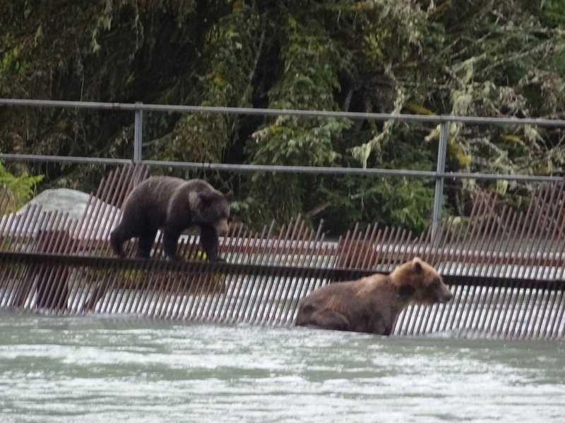 Alaska: Haines grizzly à la pêche Dsc07224