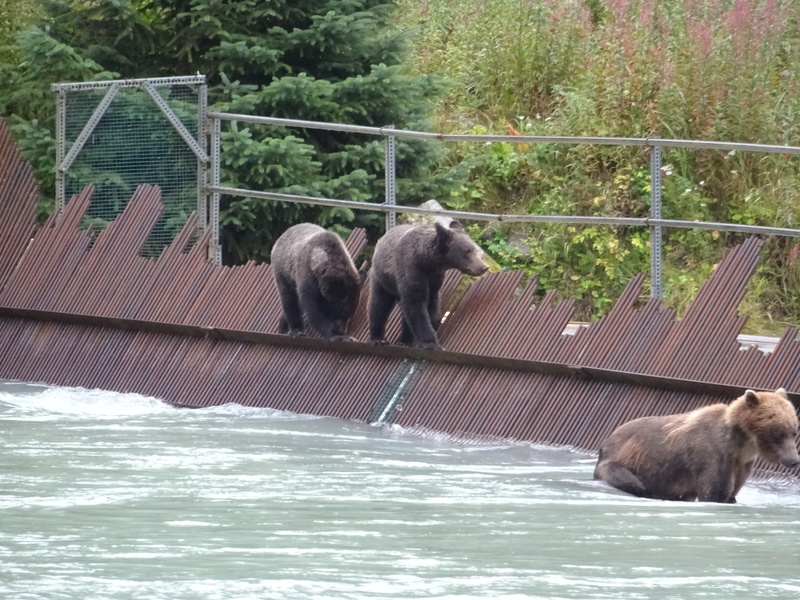 Alaska: Haines grizzly à la pêche Dsc07225