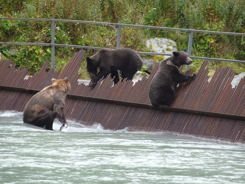 Alaska: Haines grizzly à la pêche Dsc07227