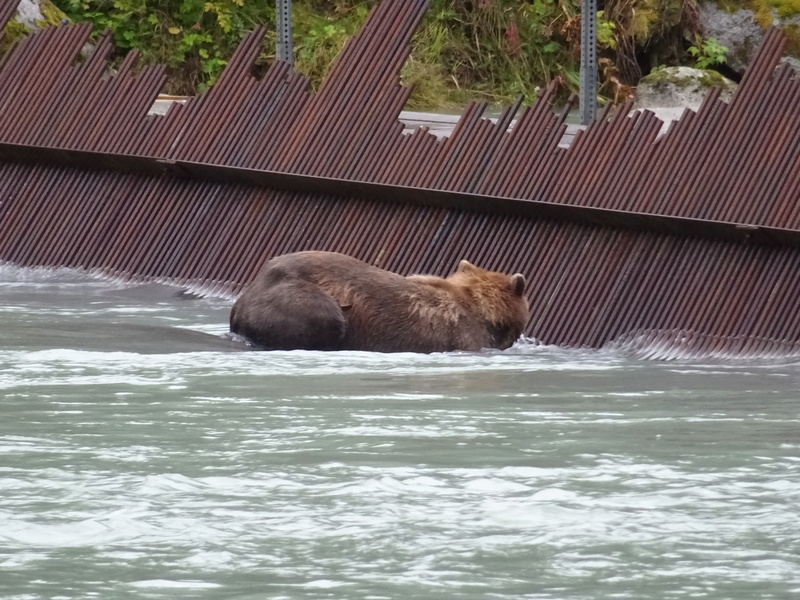 Alaska: Haines grizzly à la pêche Dsc07228