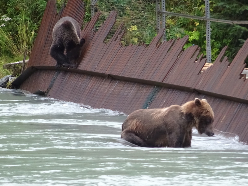 Alaska: Haines grizzly à la pêche Dsc07229