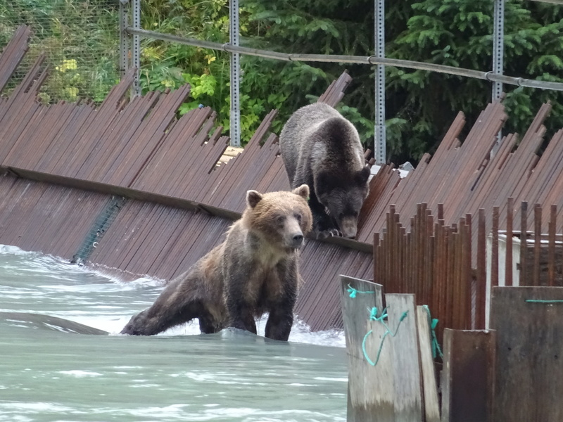 Alaska: Haines grizzly à la pêche Dsc07315