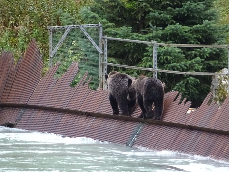 Alaska: Haines grizzly à la pêche Dsc07316